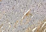 ICEBERG Antibody in Immunohistochemistry (Paraffin) (IHC (P))