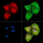 IFITM2 Polyclonal Antibody