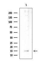 IFITM2 Antibody in Western Blot (WB)