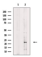 Interferon alpha-6 Polyclonal Antibody