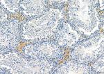 IFRD2 Polyclonal Antibody