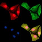 IRGC Antibody in Immunocytochemistry (ICC/IF)