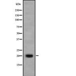 IL17B Polyclonal Antibody