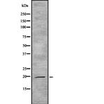 IL-19 Polyclonal Antibody