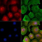 INSL5 Polyclonal Antibody