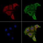 ITGA9 Polyclonal Antibody