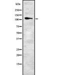 ITGA9 Antibody in Western Blot (WB)