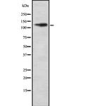 CD11d Polyclonal Antibody