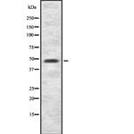 ITFG2 Polyclonal Antibody