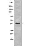MAGEB4 Antibody in Western Blot (WB)