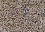 MAGEF1 Antibody in Immunohistochemistry (Paraffin) (IHC (P))