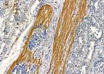 MAGEF1 Antibody in Immunohistochemistry (Paraffin) (IHC (P))