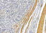 MAGEF1 Antibody in Immunohistochemistry (Paraffin) (IHC (P))