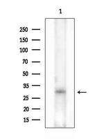 MAGEF1 Antibody in Western Blot (WB)
