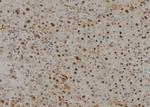MOZ Antibody in Immunohistochemistry (Paraffin) (IHC (P))