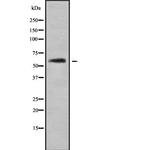 CYB5R4 Polyclonal Antibody