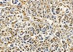 NFAM1 Antibody in Immunohistochemistry (Paraffin) (IHC (P))