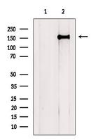PLCH2 Antibody in Western Blot (WB)