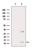 TIAF1 Antibody in Western Blot (WB)