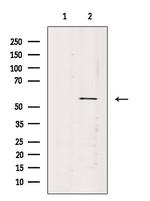 VEZF1 Polyclonal Antibody