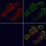 WNT9A Polyclonal Antibody