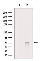WNT9A Antibody in Western Blot (WB)