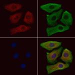 MYLPF Polyclonal Antibody