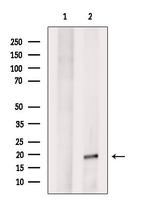 MYLPF Antibody in Western Blot (WB)