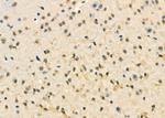 CENPC Polyclonal Antibody