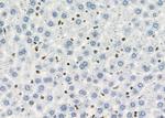 MYCNOS Antibody in Immunohistochemistry (Paraffin) (IHC (P))