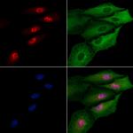 SP5 Polyclonal Antibody