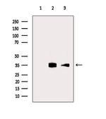 TNIP3 Antibody in Western Blot (WB)