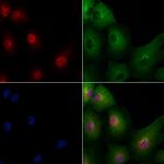 POU5F2 Polyclonal Antibody