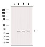 MRPS18B Polyclonal Antibody