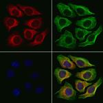 MRPS26 Polyclonal Antibody