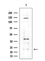 MRPS26 Antibody in Western Blot (WB)
