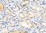 MRPL34 Antibody in Immunohistochemistry (Paraffin) (IHC (P))