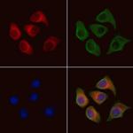 MRPL38 Polyclonal Antibody