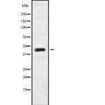 MRPL38 Antibody in Western Blot (WB)