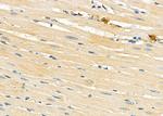 MRPL43 Antibody in Immunohistochemistry (Paraffin) (IHC (P))