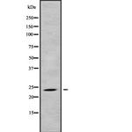 MRPL43 Antibody in Western Blot (WB)