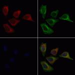 MRPL45 Polyclonal Antibody