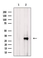 MRPL45 Antibody in Western Blot (WB)