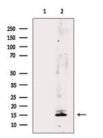 MRPL52 Polyclonal Antibody