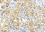 MRPL53 Polyclonal Antibody
