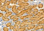 MRPL55 Polyclonal Antibody