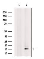 MRPL55 Antibody in Western Blot (WB)