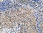 RPS15A Antibody in Immunohistochemistry (Paraffin) (IHC (P))