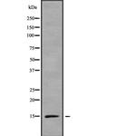 RPS15A Antibody in Western Blot (WB)