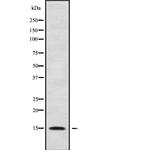RPS24 Polyclonal Antibody